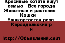 Красивые котята ищут семью - Все города Животные и растения » Кошки   . Башкортостан респ.,Караидельский р-н